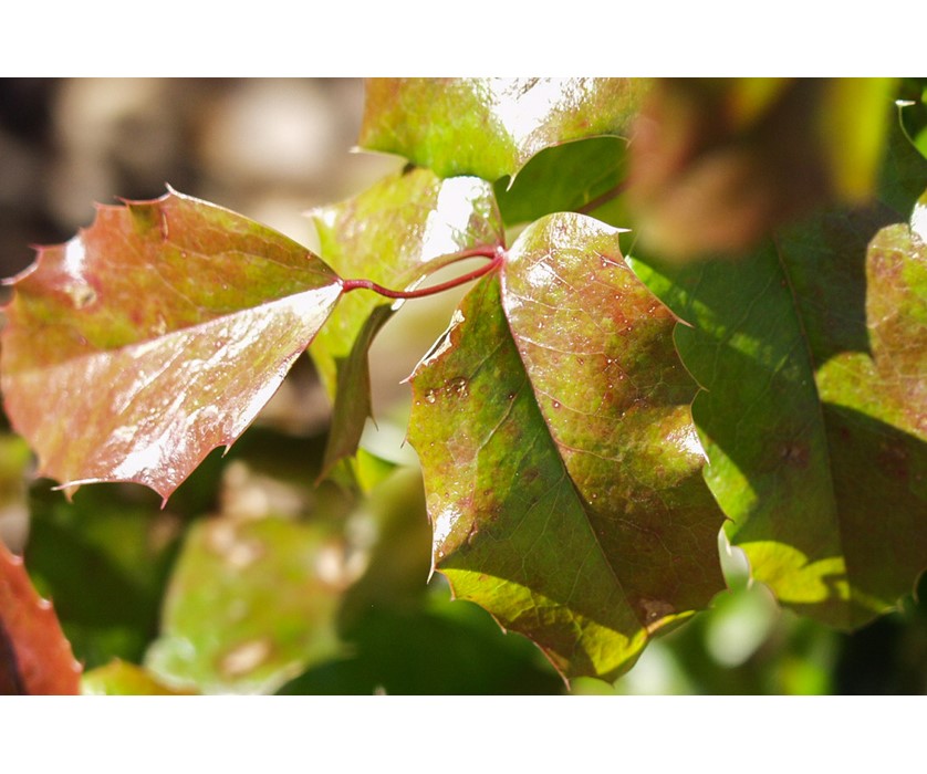 Oregon Grape
